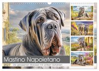 Produktbild: Mastino Napoletano. Die gelassenen Molosser mit antiken Vorfahren (Wandkalender 2027 DIN A3 quer), CALVENDO Monatskalender