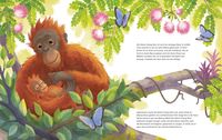 Der kleine Orang-Utan - Zu Hause im Regenwald