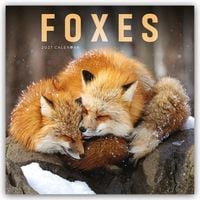 Produktbild: Foxes &ndash; F&uuml;chse 2027 &ndash; Wand-Kalender