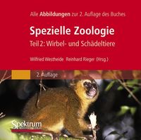 Produktbild: Bild-DVD, Westheide/Rieger (Hrsg), Spezielle Zoologie, Teil 2: Wirbel- oder Sch&auml;deltiere