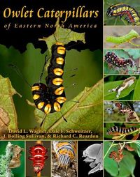 Produktbild: Owlet Caterpillars of Eastern North America