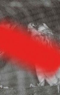 Produktbild: Modern Animal