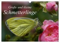Produktbild: Gro&szlig;e und kleine Schmetterlinge (Wandkalender 2026 DIN A3 quer), CALVENDO Monatskalender