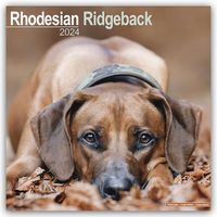 Bild vom Artikel Rhodesian Ridgeback - Afrikanischer Löwenhund 2024 - 16-Monatskalender vom Autor Avonside Publishing Ltd