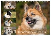 Produktbild: Islandhunde im Portrait (Wandkalender 2027 DIN A2 quer), CALVENDO Monatskalender
