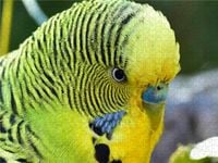 Produktbild: CALVENDO Puzzle Nahaufnahme eines zutraulichen Wellensittichs 1000 Teile Lege-Gr&ouml;&szlig;e 640 x 480 cm Foto-Puzzle Bild von Renate Utz
