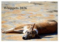 Produktbild: Whippet 2026 (Wandkalender 2026 DIN A3 quer), CALVENDO Monatskalender