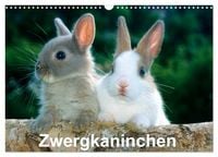 Produktbild: Zwergkaninchen (Wandkalender 2027 DIN A3 quer), CALVENDO Monatskalender