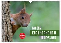 Produktbild: Mit dem Eichh&ouml;rnchen durchs Jahr (Wandkalender 2026 DIN A3 quer), CALVENDO Monatskalender