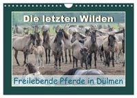 Produktbild: Die letzten Wilden - freilebende Pferde in D&uuml;lmen (Wandkalender 2027 DIN A4 quer), CALVENDO Monatskalender