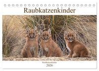 Produktbild: Raubkatzenkinder (Tischkalender 2026 DIN A5 quer), CALVENDO Monatskalender