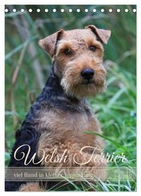 Produktbild: Welsh Terrier - viel Hund in kleiner Verpackung (Tischkalender 2027 DIN A5 hoch), CALVENDO Monatskalender
