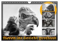 Produktbild: Tieren ins Gesicht geschaut (Wandkalender 2026 DIN A4 quer), CALVENDO Monatskalender
