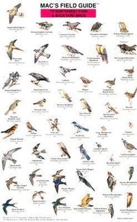 Produktbild: Mac's Field Guides: Northwest Park & Backyard Birds