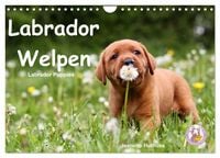 Produktbild: Labrador Welpen - Labrador Puppies (Wandkalender 2027 DIN A4 quer), CALVENDO Monatskalender