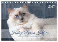 Produktbild: Heilige Birma Katzen - flauschig, anh&auml;nglich und wundersch&ouml;n (Wandkalender 2027 DIN A4 quer), CALVENDO Monatskalender