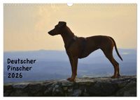Produktbild: Deutscher Pinscher (Wandkalender 2026 DIN A3 quer), CALVENDO Monatskalender