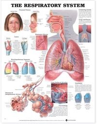 Produktbild: The Respiratory System Pu