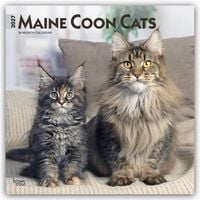 Produktbild: Maine Coon Cats &ndash; Maine Coon Katzen 2027 &ndash; 16-Monatskalender