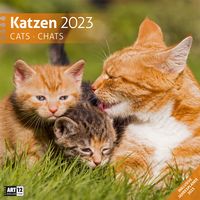 Bild vom Artikel Katzen Kalender 2023 - 30x30 vom Autor Ackermann Kunstverlag
