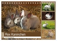 Produktbild: Rex - Kaninchen (Tischkalender 2027 DIN A5 quer), CALVENDO Monatskalender