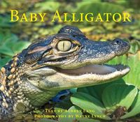 Produktbild: Baby Alligator
