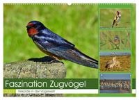 Produktbild: Faszination Zugv&ouml;gel - Rekorde in der Vogelwelt (Wandkalender 2027 DIN A2 quer), CALVENDO Monatskalender