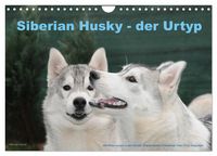 Produktbild: Siberian Husky - der Urtyp (Wandkalender 2026 DIN A4 quer), CALVENDO Monatskalender