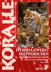 Produktbild: Florida-Zwergseepferdchen im Meerwasseraquarium