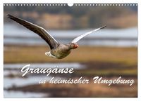 Produktbild: Graug&auml;nse in heimischer Umgebung (Wandkalender 2026 DIN A3 quer), CALVENDO Monatskalender