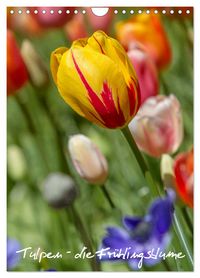 Produktbild: Tulpen - die Fr&uuml;hlingsblume (Wandkalender 2026 DIN A4 hoch), CALVENDO Monatskalender