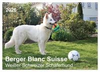 Produktbild: Berger Blanc Suisse - Wei&szlig;er Schweizer Sch&auml;ferhund (Wandkalender 2026 DIN A3 quer), CALVENDO Monatskalender