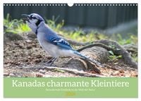 Produktbild: Kanadas charmante Kleintiere - Bezaubernde Einblicke in die Natur (Wandkalender 2026 DIN A3 quer), CALVENDO Monatskalender