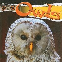 Produktbild: Raptors Owls