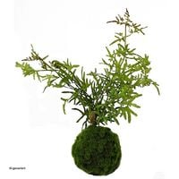 Produktbild: HTI-Living Produkt 17615 Artikel 18575