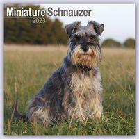 Produktbild: Miniature Schnauzer &ndash; Zwergschnauzer 2023 - 16-Monatskalender