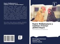 Produktbild: Bursa Fabriciusa u kuricy (Gallus domesticus)