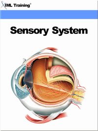 Produktbild: Sensory System (Human Body)