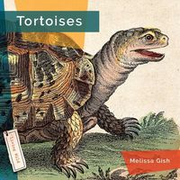 Produktbild: Tortoises