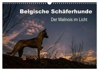 Produktbild: Belgische Sch&auml;ferhunde - Der Malinois im Licht (Wandkalender 2027 DIN A3 quer), CALVENDO Monatskalender