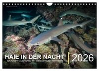 Produktbild: Haie in der Nacht (Wandkalender 2026 DIN A4 quer), CALVENDO Monatskalender