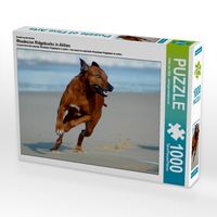 Produktbild: CALVENDO Puzzle Ein Motiv aus dem Kalender Rhodesian Ridgebacks in Aktion | 1000 Teile Lege-Gr&ouml;&szlig;e 64x48cm Foto-Puzzle f&uuml;r gl&uuml;ckliche Stunden