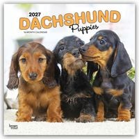 Produktbild: Dachshund Puppies &ndash; Dackel Welpen 2027 &ndash; 16-Monatskalender