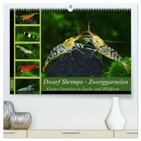 Produktbild: Dwarf Shrimps - Zwerggarnelen (hochwertiger Premium Wandkalender 2026 DIN A2 quer), Kunstdruck in Hochglanz