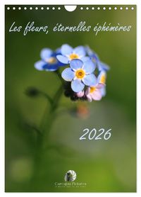Produktbild: Les fleurs, &eacute;ternelles &eacute;phem&egrave;res (Calendrier mural 2026 DIN A4 horizontal), CALVENDO calendrier mensuel