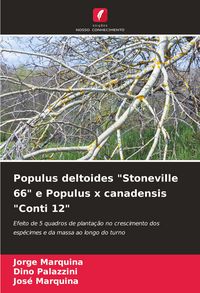 Produktbild: Populus deltoides "Stoneville 66" e Populus x canadensis "Conti 12"