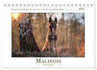 Produktbild: Malinois - Seelen aus Feuer (Tischkalender 2027 DIN A5 quer), CALVENDO Monatskalender