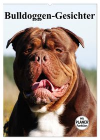 Produktbild: Bulldoggen-Gesichter (Wandkalender 2026 DIN A2 hoch), CALVENDO Monatskalender