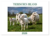 Produktbild: Irland erleben &ndash; Wo Schafe, Pferde und K&uuml;he das Landschaftsbild pr&auml;gen (Tischkalender 2026 DIN A5 quer), CALVENDO Monatskalender