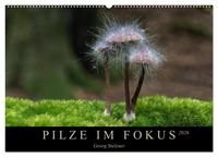 Produktbild: PILZE IM FOKUS 2026 (Wandkalender 2026 DIN A2 quer), CALVENDO Monatskalender